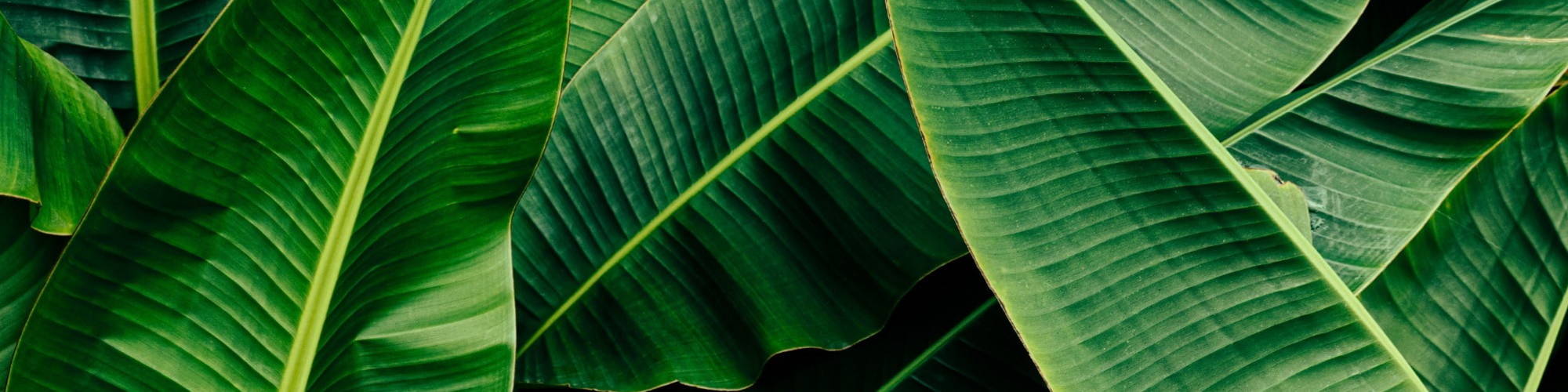 Picture of green banana leaves