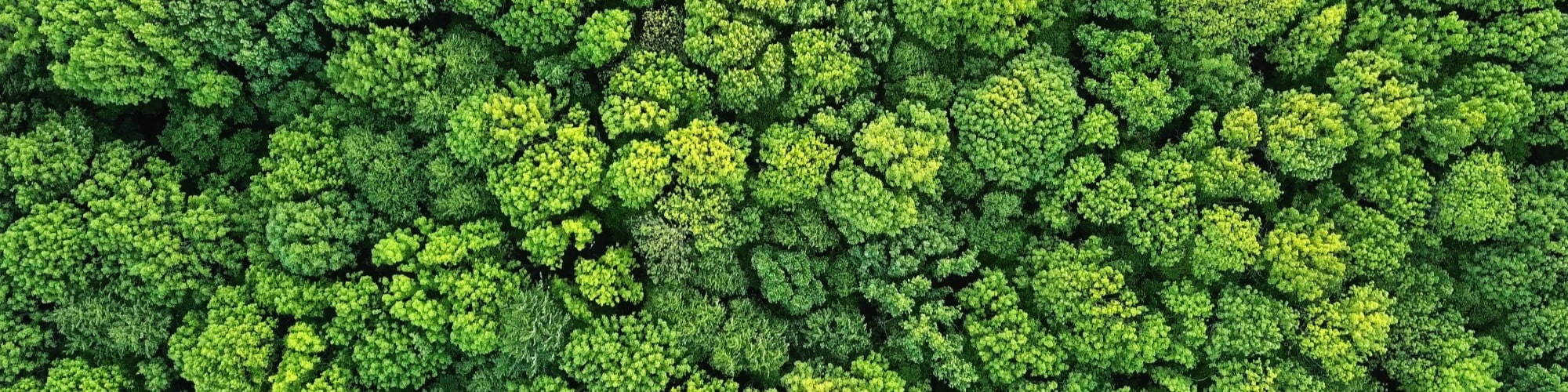 Picture of green trees from above