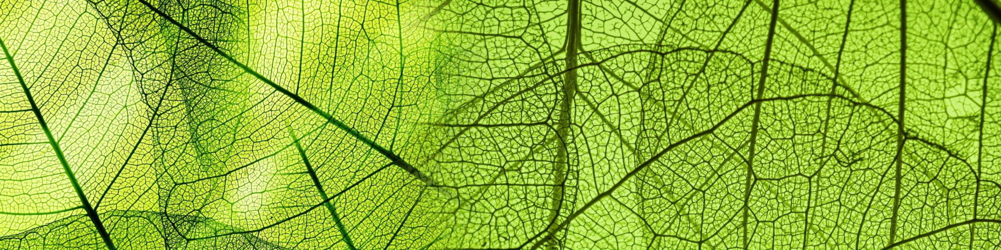 Close up of a light green leaf picture 