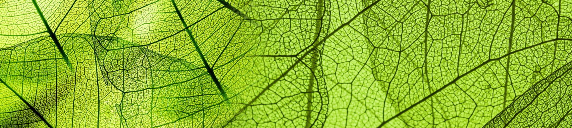 A close up photograph of a green leaf