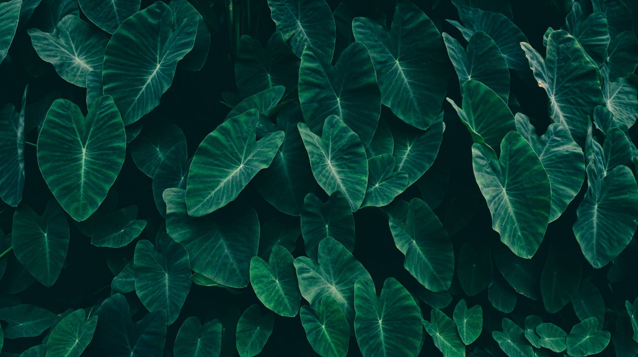 Picture of green leaves