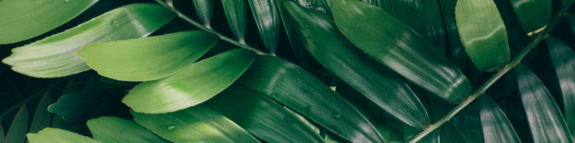 Picture of green leaves